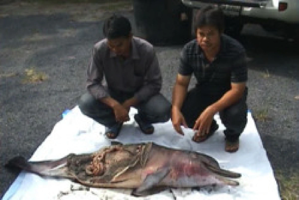 พบลูกโลมาเมืองตรังติดอวนตาย