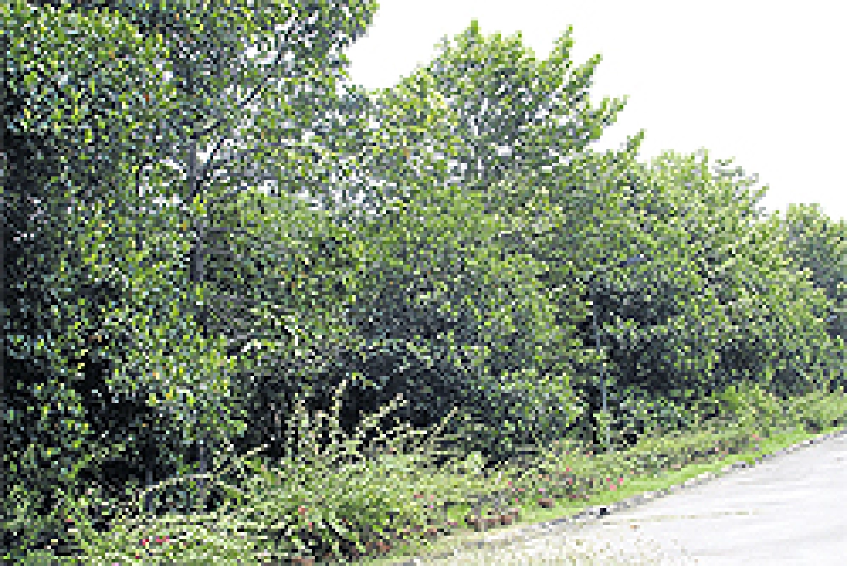 ต้นไม้บังลม