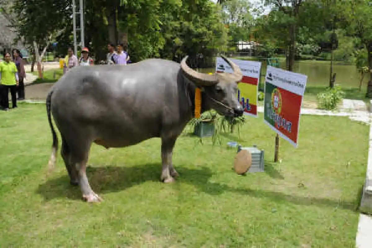 ฮือฮาควายทายผลบอลแม่น