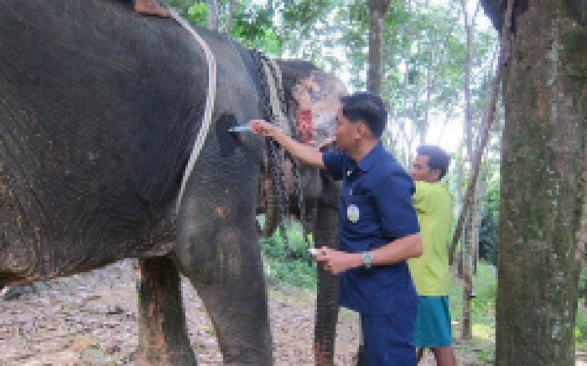 ช้างเป็นลมกลางป่าหลังถูกใช้งานหนัก