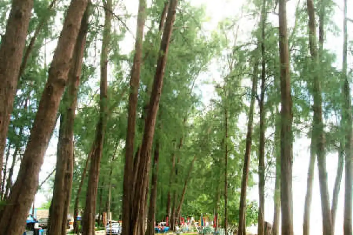 หาดปากเมงเจอคลื่นซัดหวั่นสน200ต้นโค่น
