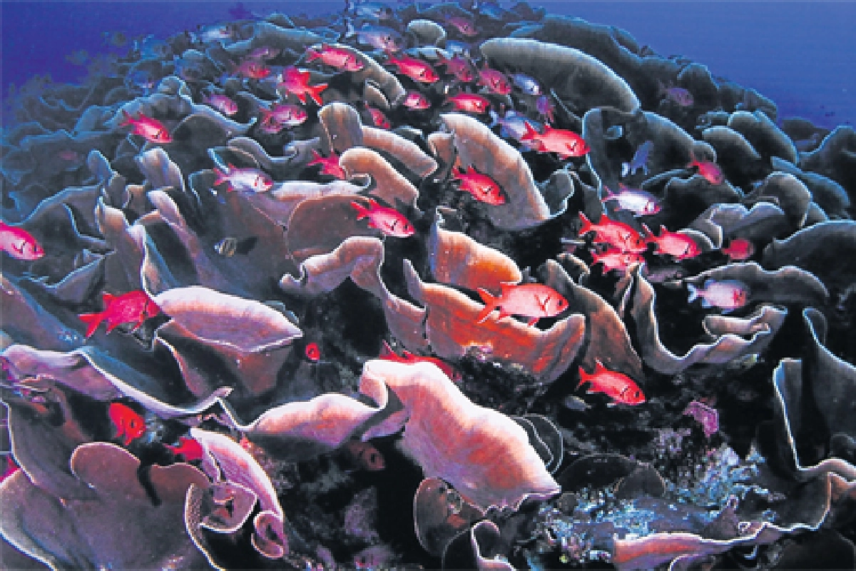 ดร.นาวิน เยาวพลกุล ‘โลกไม่ได้แข็งแรงอย่างที่เราคิด’