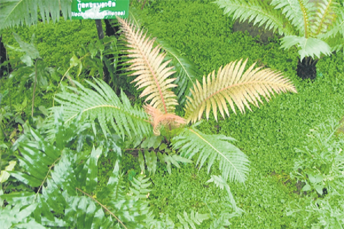 เสน่ห์ของเฟินอยู่ที่ใด?