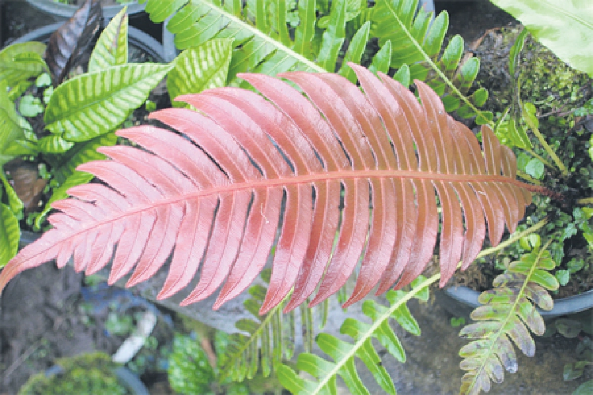 เสน่ห์ของเฟินอยู่ที่ใด?