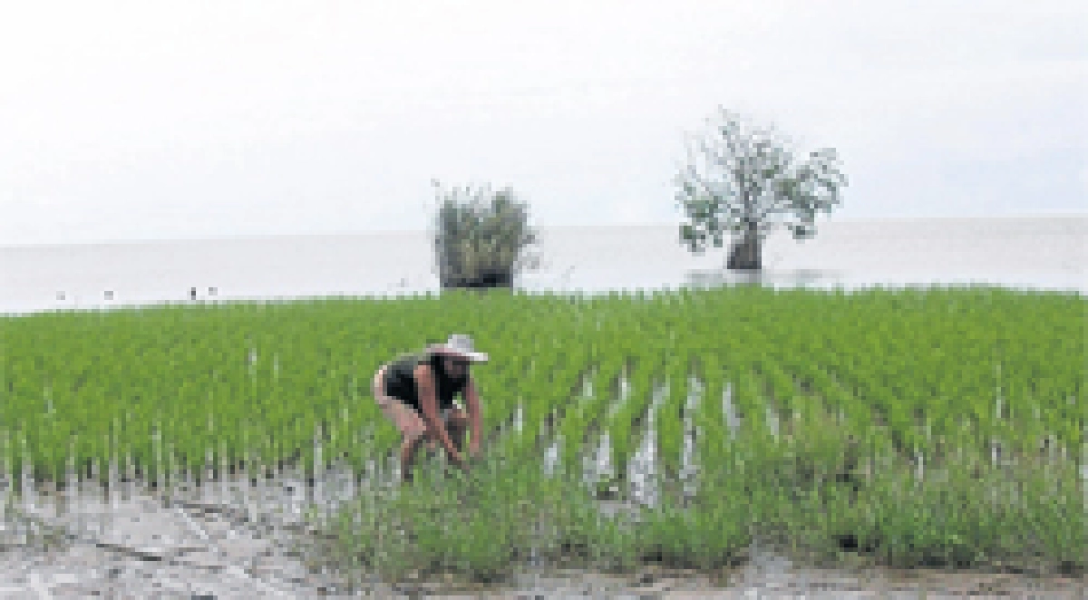 ทำนาใน'ทะเลสาบ'หนึ่งเดียวในเมืองไทย