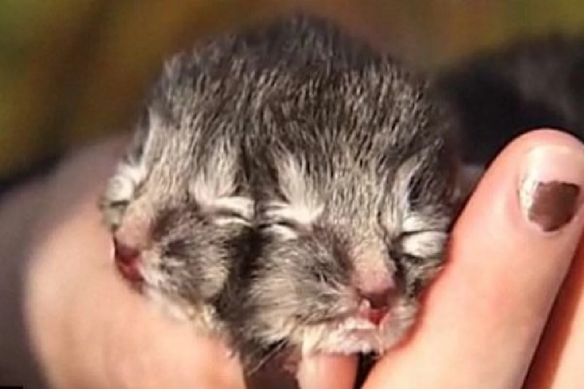 แมวแฝดมี2หน้า-เท้า24นิ้ว