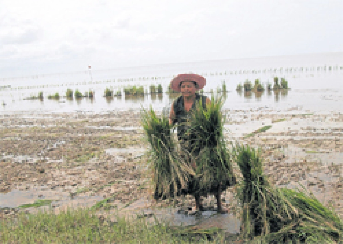 ทำนาใน'ทะเลสาบ'หนึ่งเดียวในเมืองไทย
