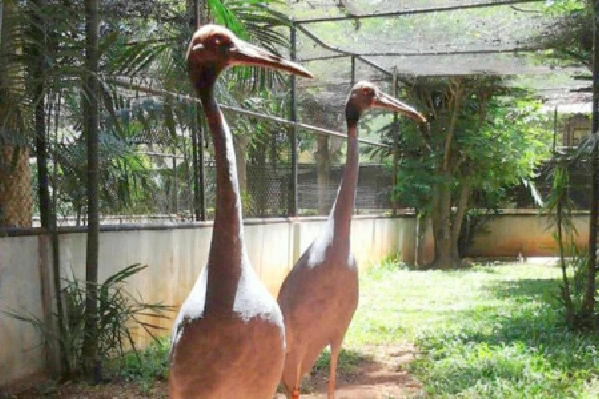 พระราชทานชื่อนกกระเรียน"ล่องลม-ชมฟ้า"