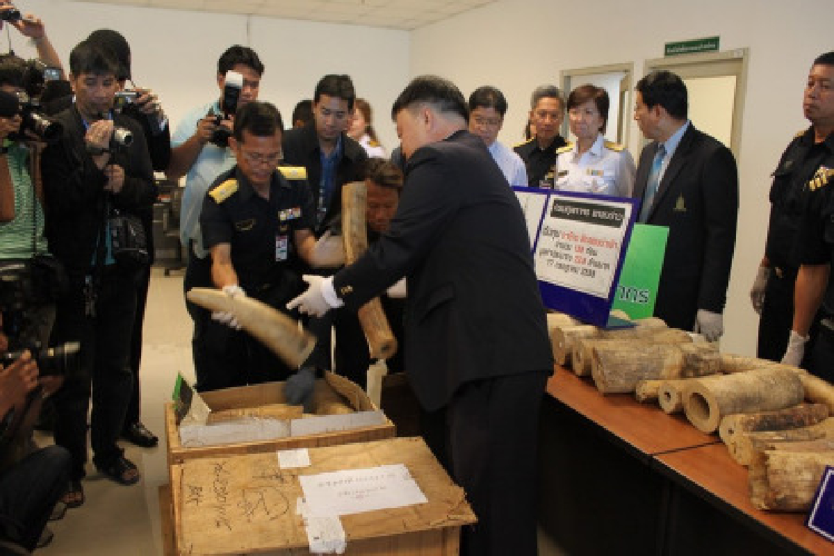 จับงาช้างแอฟริกาลอบเข้าไทย158ท่อน จับงาช้างแอฟริกาลอบเข้าไทย158ท่อน