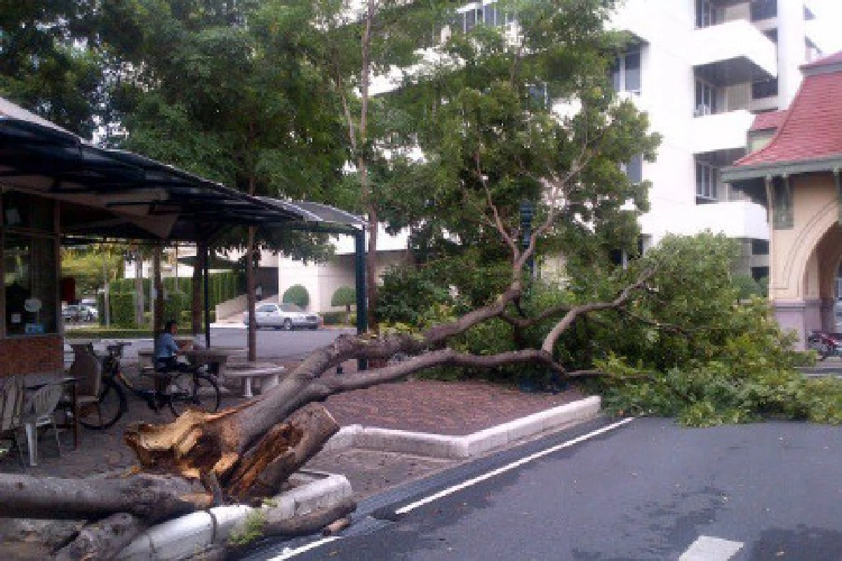 ต้นกระพี้จั่นทำเนียบโค่น!วิจารณ์แซ่ดลางร้าย