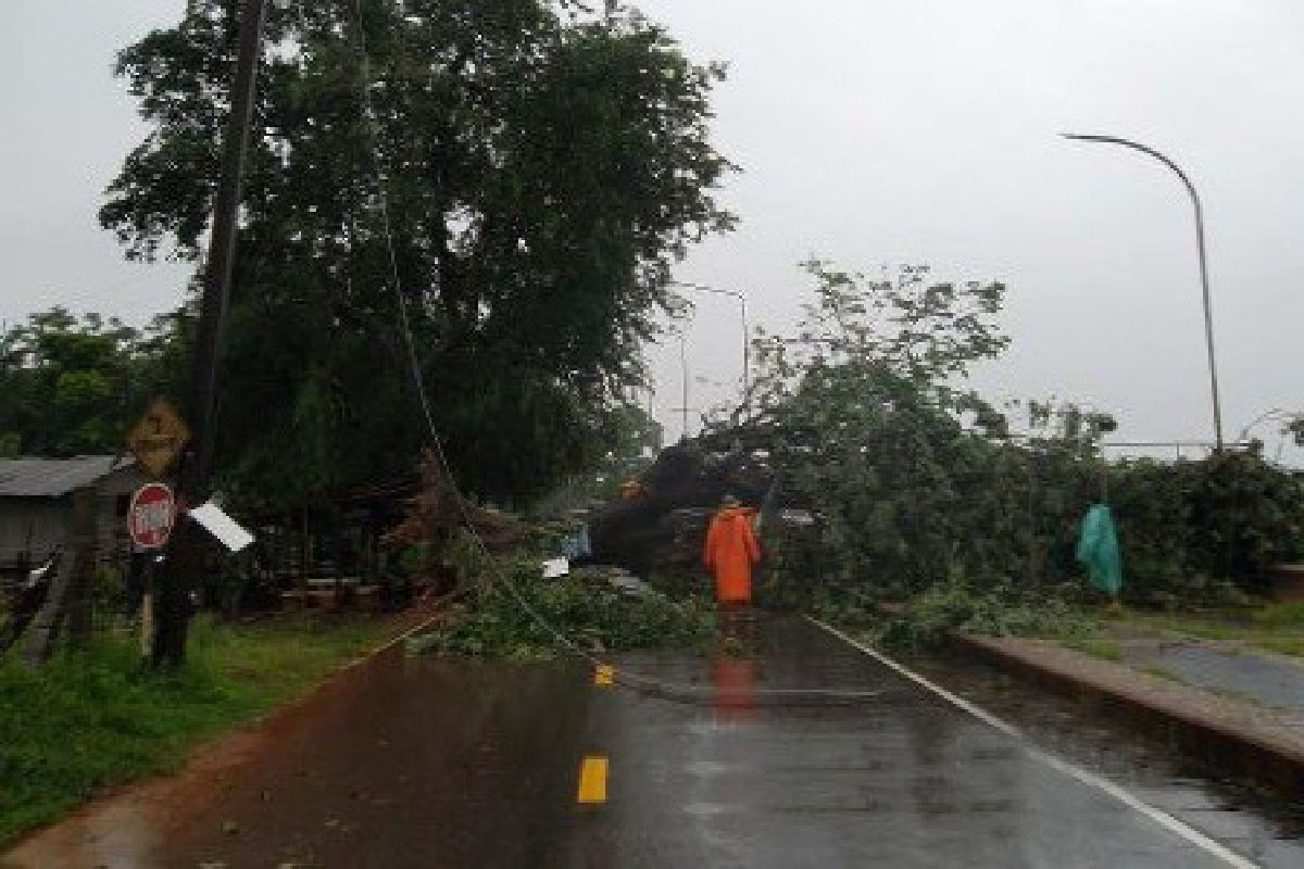ฝนถล่มนครพนมต้นไม้โค่นนับ10ต้น ฝนถล่มนครพนมต้นไม้โค่นนับ10ต้น