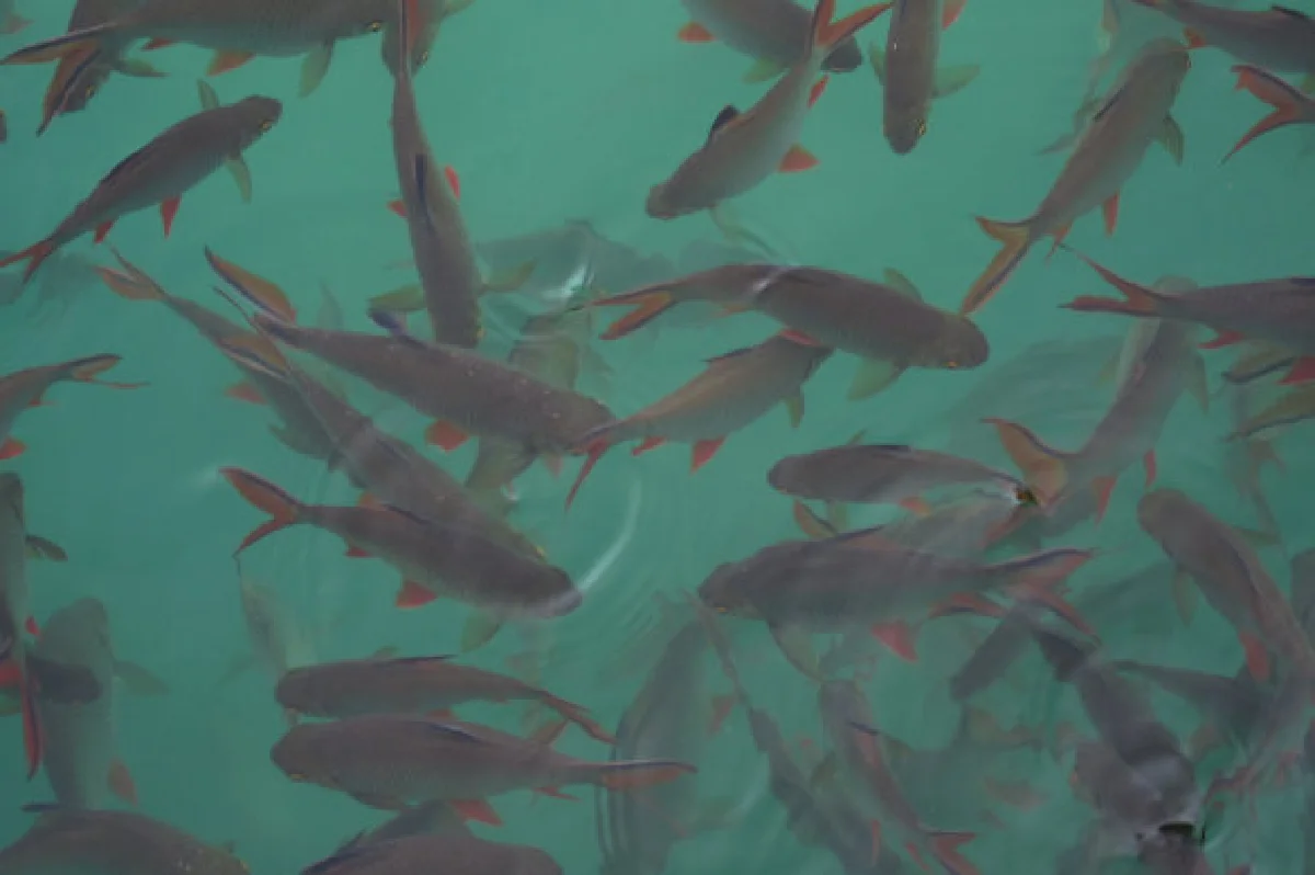 วันเดียวเที่ยวเขื่อนเชี่ยวหลาน สำราญสบายๆ ที่สุราษฎร์ฯ