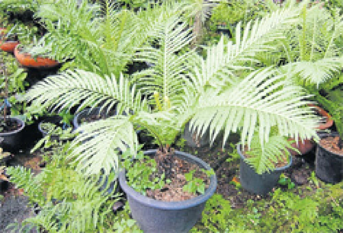 เฟินกลายเป็นต้นไม้ได้อย่างไร