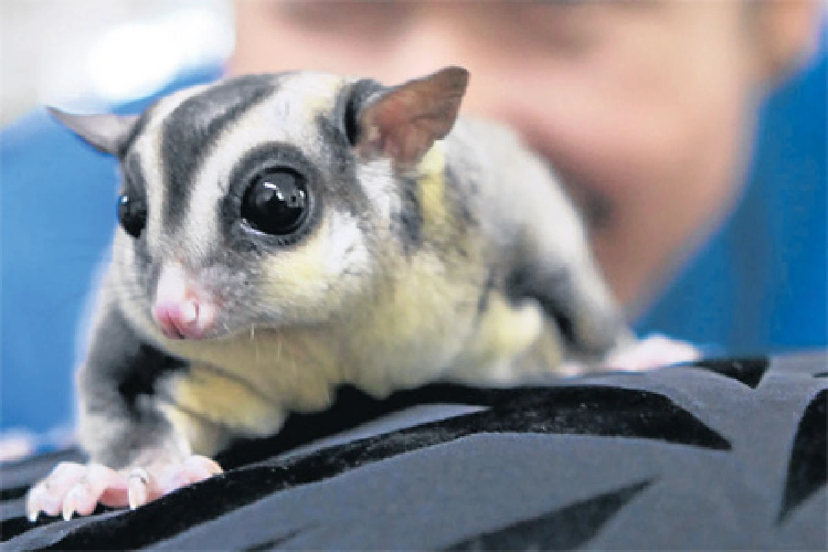 หมูชู...กระรอกบินตัวโปรดของเก่ง อธิป ชัยสกุลสุข