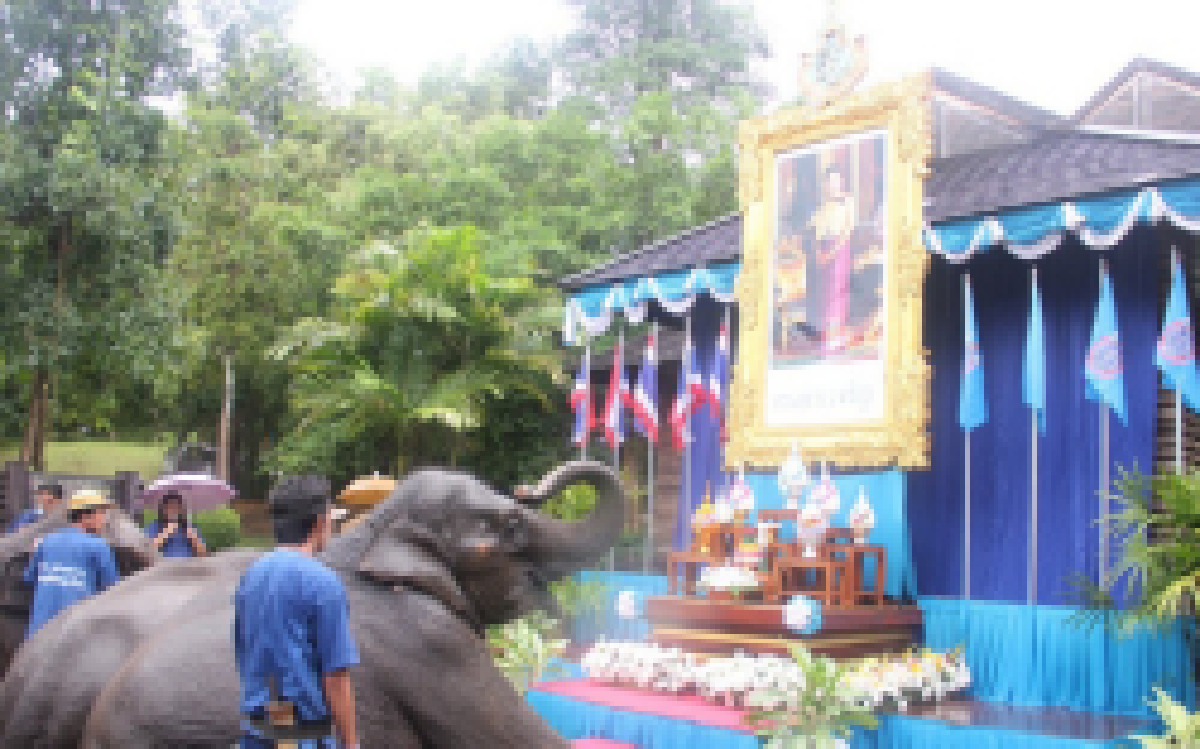 ช้างลำปางถวายจงรักภักดีพระราชินี