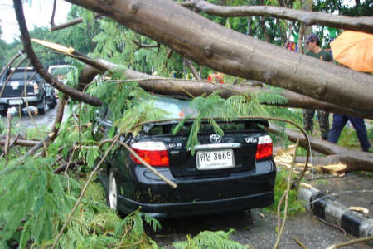 ฝนถล่มพิษณุโลกต้นไม้ทับรถพังยับ ฝนถล่มพิษณุโลกต้นไม้ทับรถพังยับ