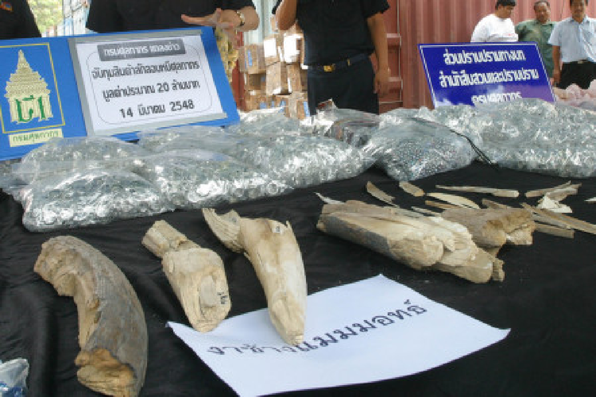 สื่อนอกแฉเจ้าหน้าที่ไทยพัวพันค้าสัตว์ป่า สื่อนอกแฉเจ้าหน้าที่ไทยพัวพันค้าสัตว์ป่า