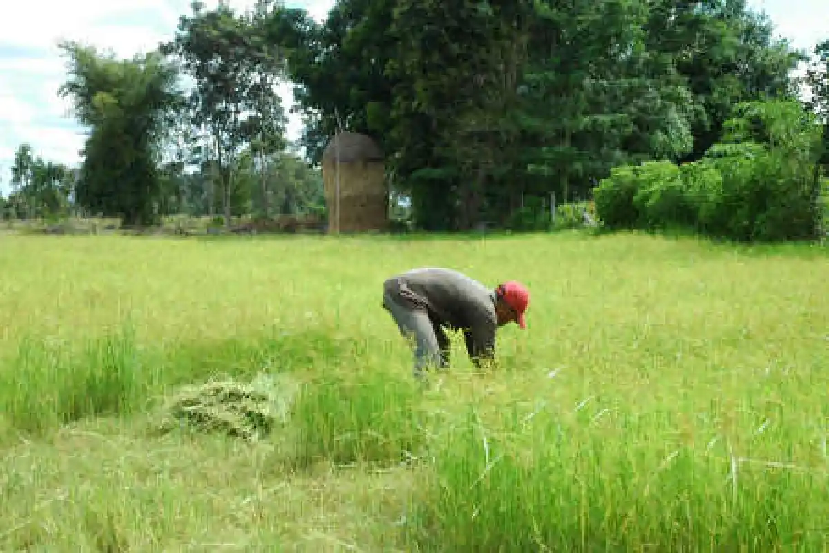 ศรีสะเกษแล้งจัดชาวนาขาดน้ำทำนา