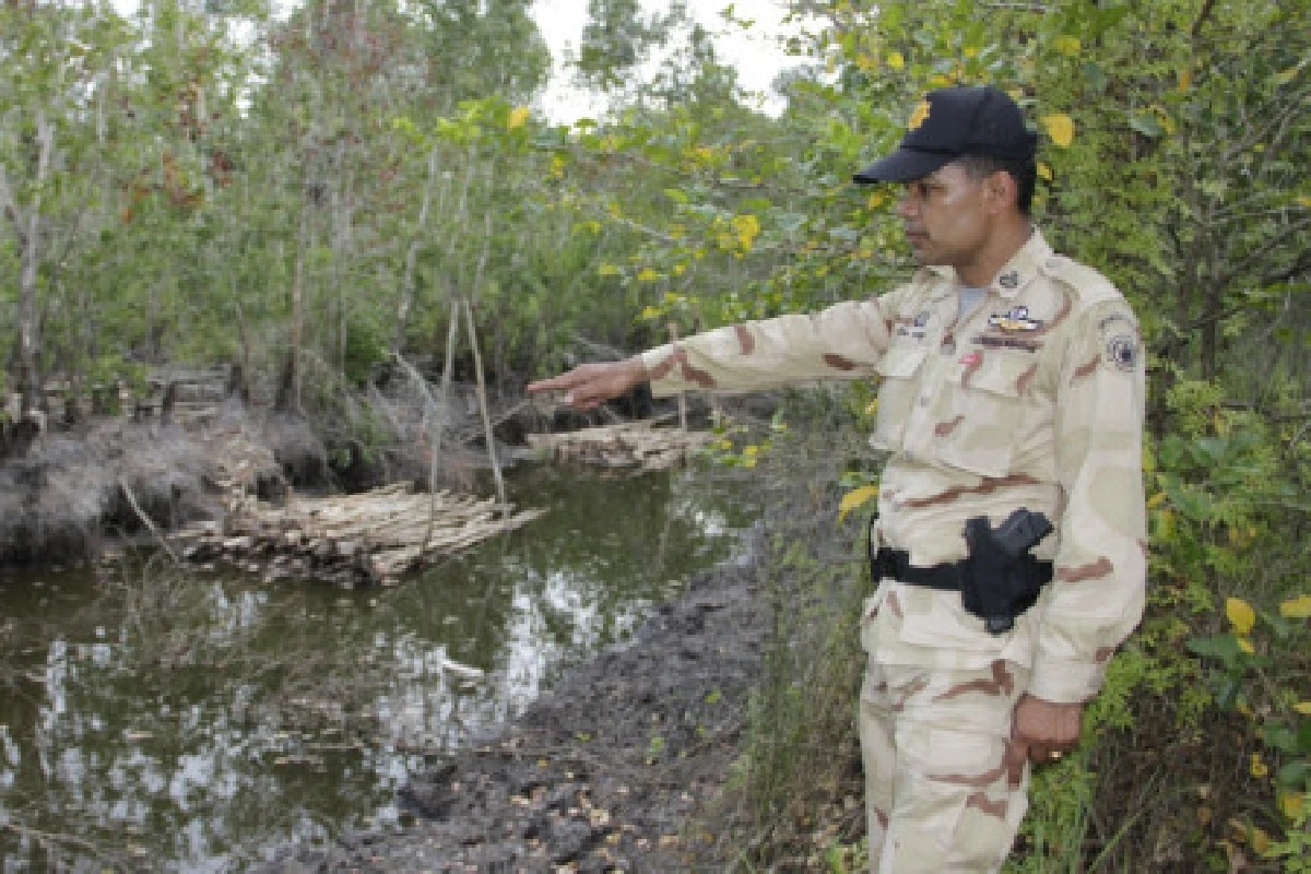 ยึดไม้เสม็ดป่าพรุควนเคร็งนับหมื่นท่อน