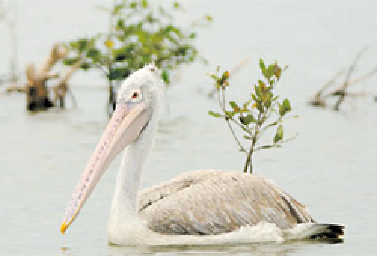 กระทุงตุงใจ