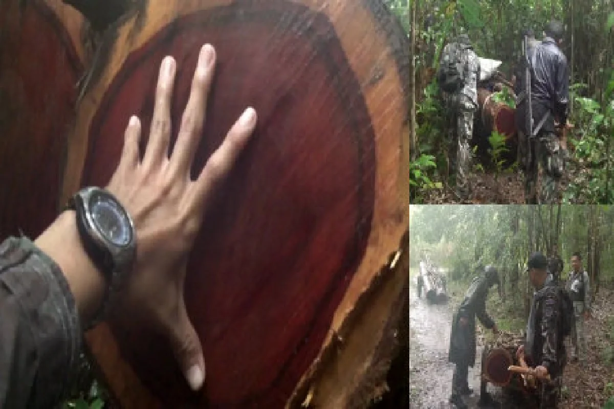 ยึดไม้พะยูงกว่า120ปีถูกตัดทิ้งกลางป่า