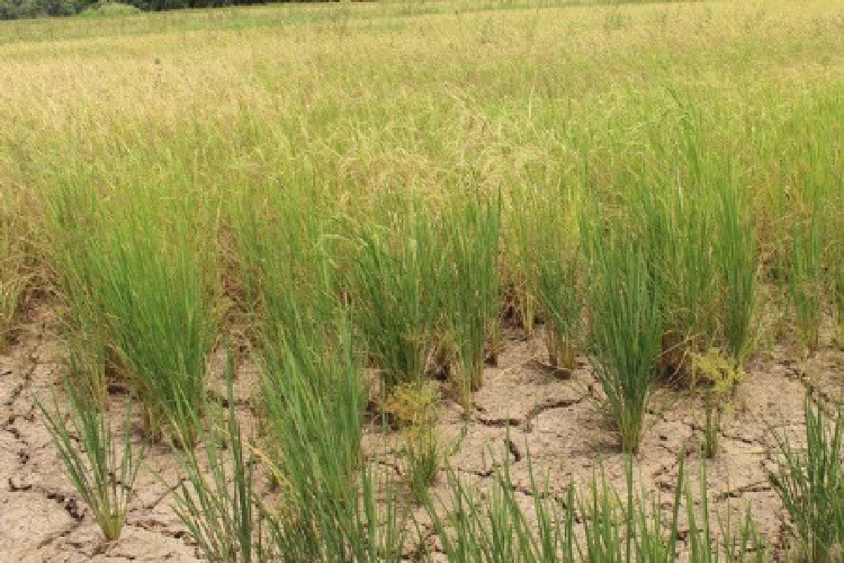 สุโขทัยแล้งหนักนาข้าวจ่อพังกว่า3พันไร่