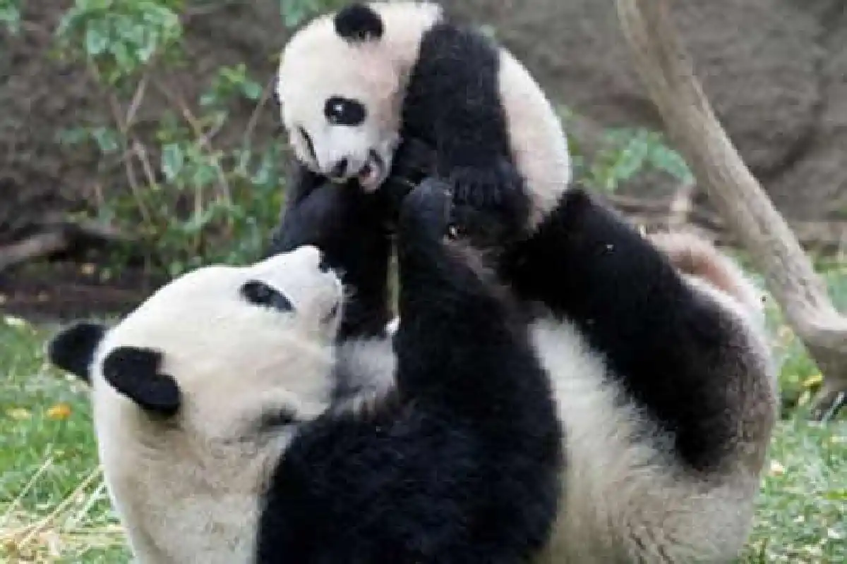 ภาพน่ารักครอบครัวสัตว์โลก