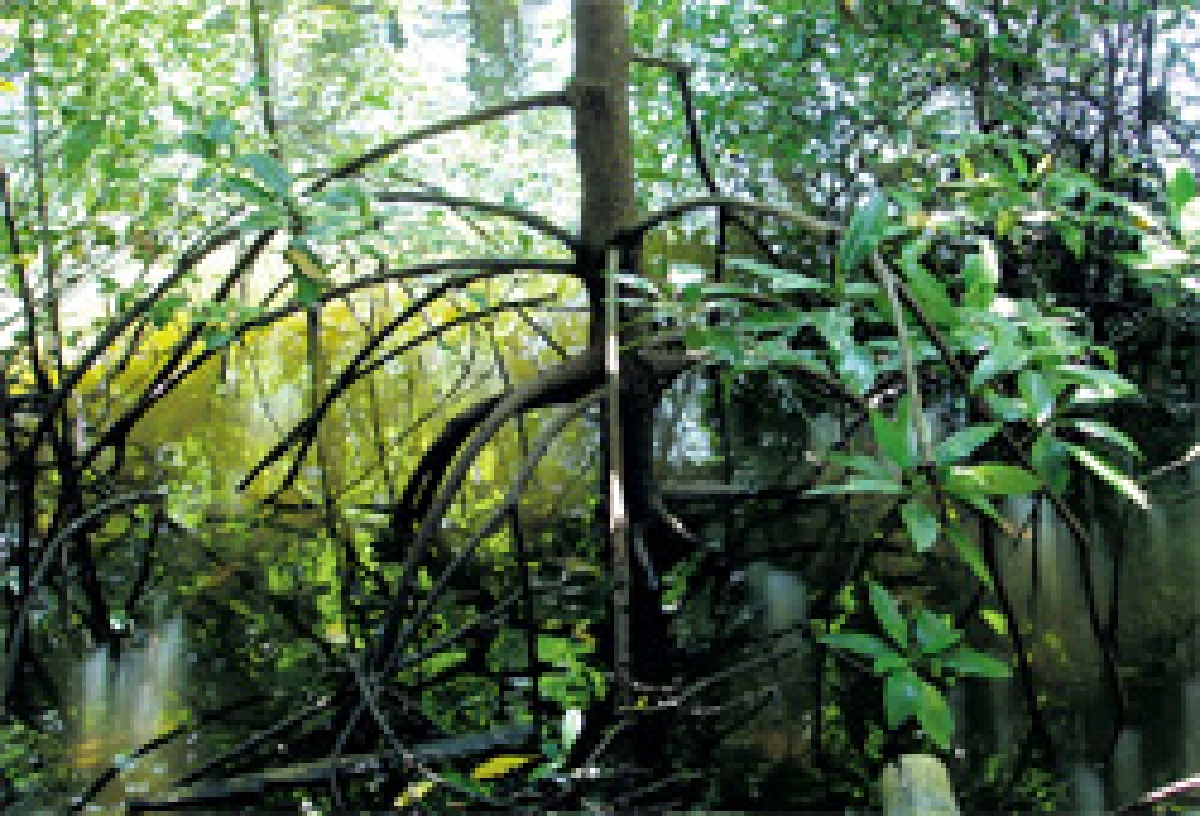 ป่าปราการด่านทะเลไทย