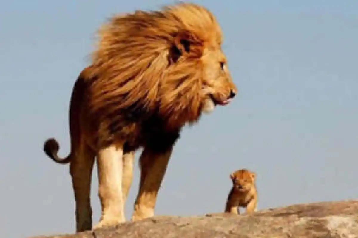 ภาพน่ารักครอบครัวสัตว์โลก