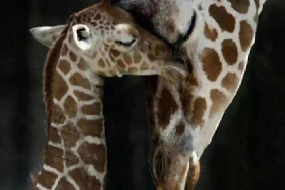 ภาพน่ารักครอบครัวสัตว์โลก