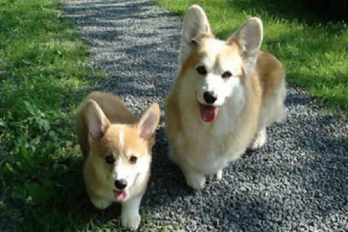 ภาพน่ารักครอบครัวสัตว์โลก