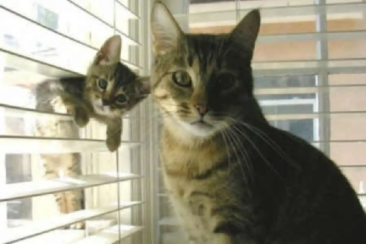 ภาพน่ารักครอบครัวสัตว์โลก