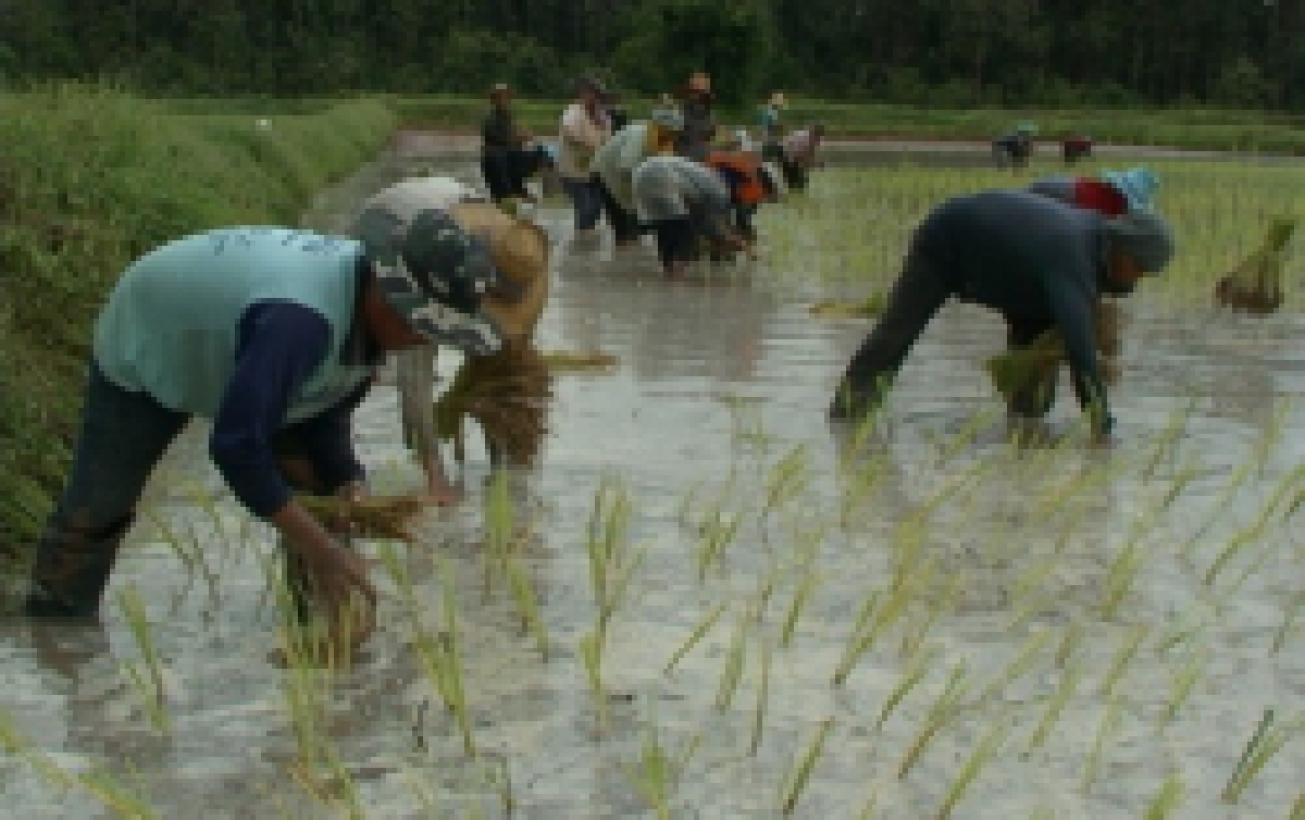 เกษตรกรสุรินทร์แห่ถอนกล้าปักดำนา