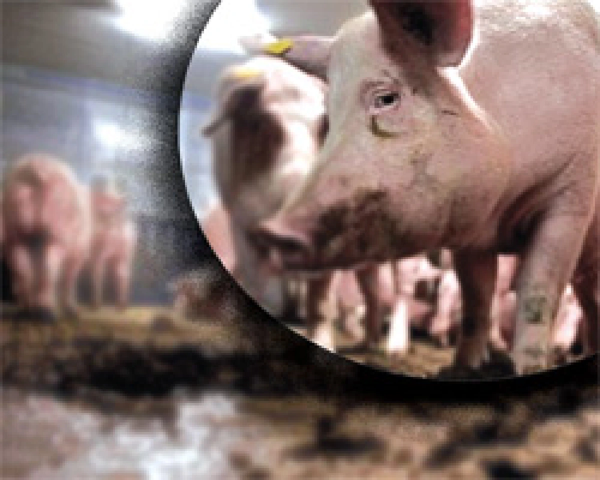 อย.ไม่หลงใช้'สารเร่งเนื้อแดง'ตามฝรั่ง