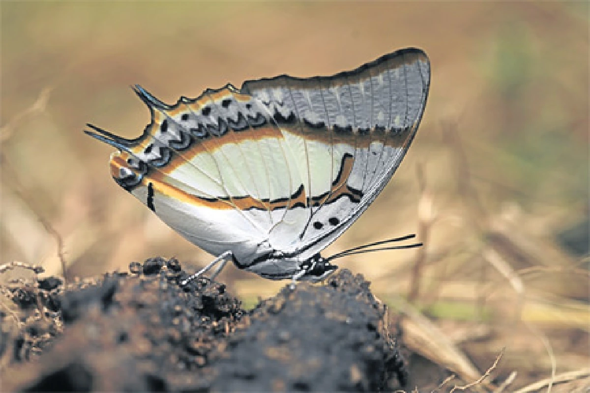 โลกของนกที่แก่งกระจาน