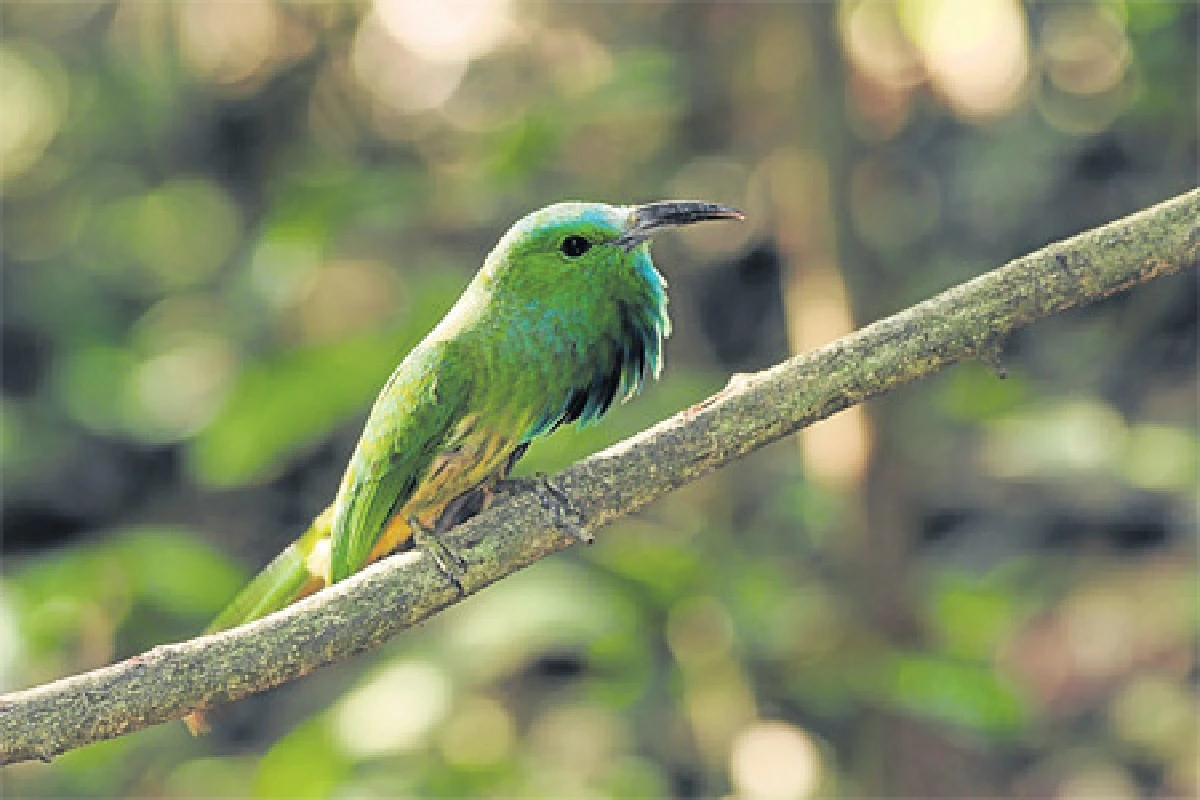 โลกของนกที่แก่งกระจาน