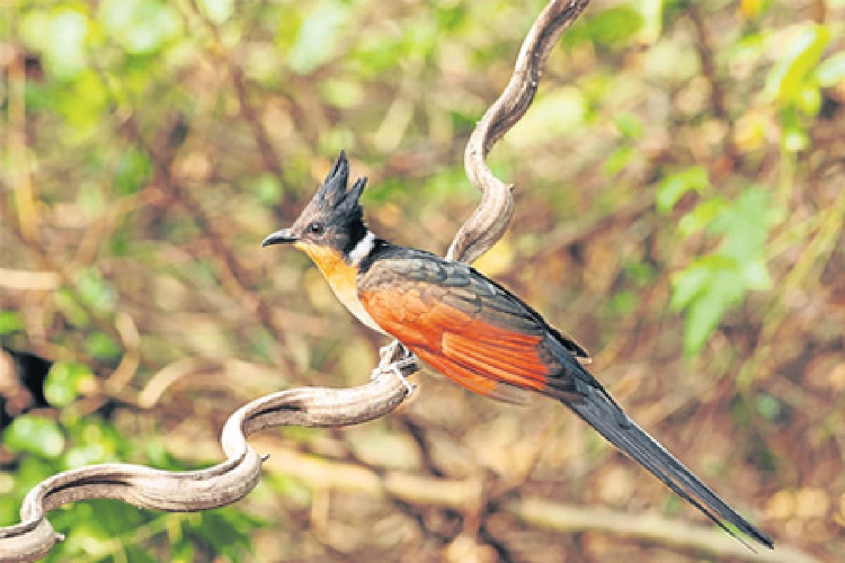 โลกของนกที่แก่งกระจาน