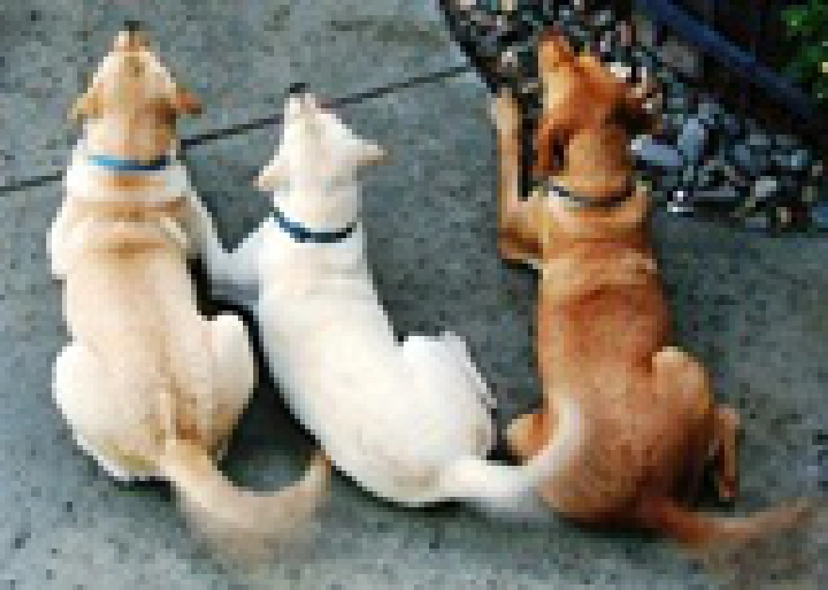 wag