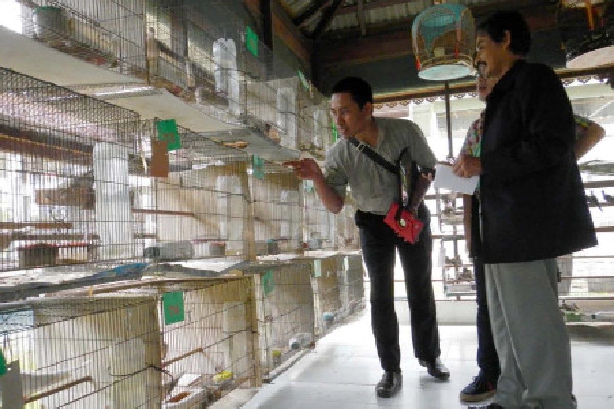 ยกระดับนกเขาชวาจะนะสู่ระดับอาเซียน