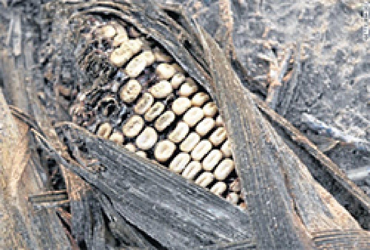 วิกฤตโลกปี 2013