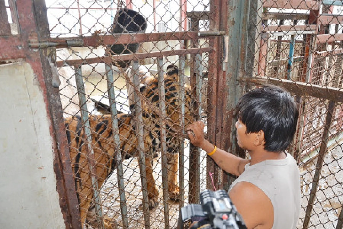 จับหนุ่มเลี้ยงเสือบนอพาร์ทเมนท์ย่านปทุมฯ