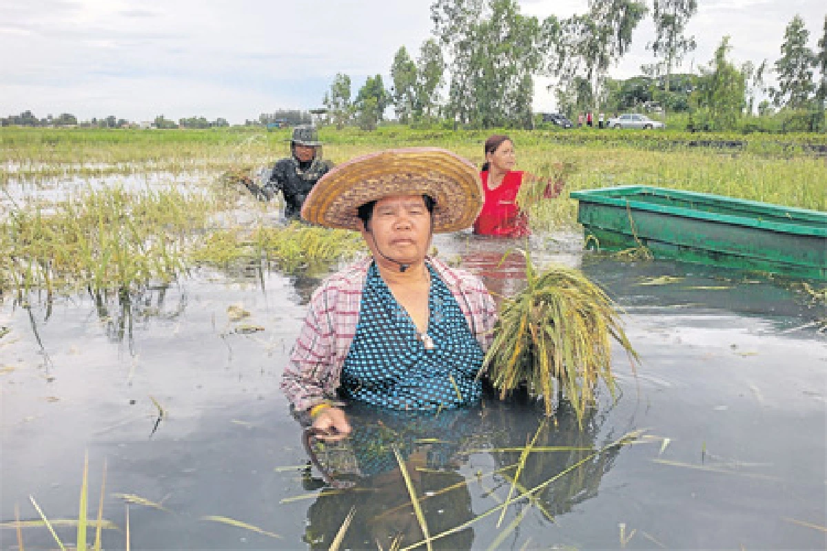 ซ้อมระบายน้ำแต่นาข้าวจม : ใครต้องรับผิดชอบ