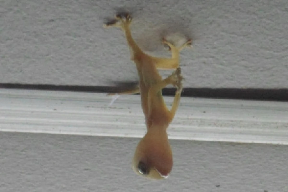 ชาวบ้านตื่นจิ้งจกหัวโตห้อยหัวพนมมือ