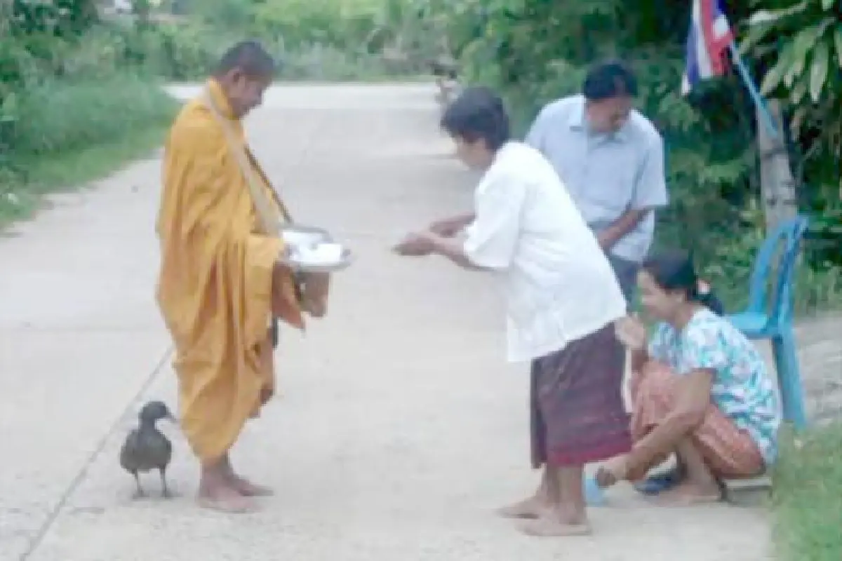 เป็ดแสนรู้เดินตามพระออกบิณฑบาต