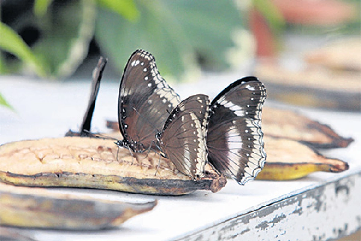 โลกของเนยบินได้