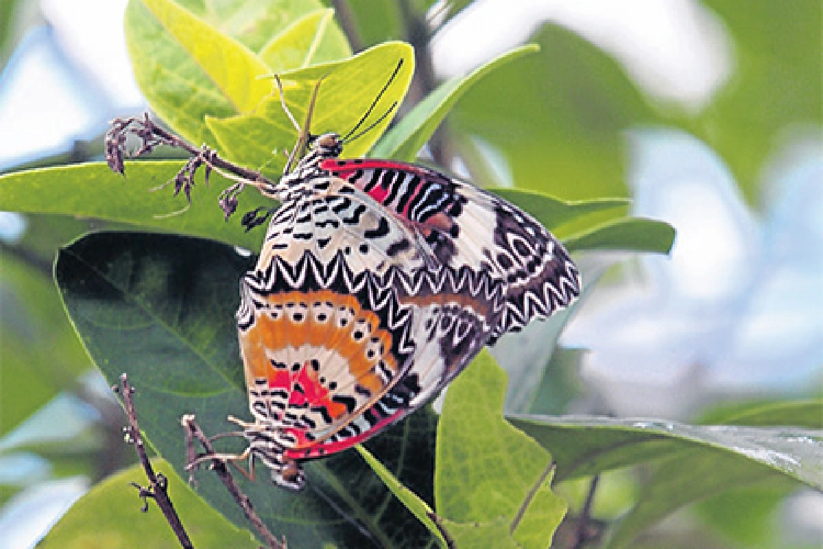 โลกของเนยบินได้