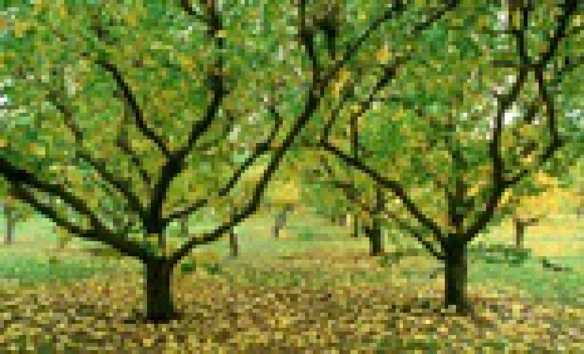 orchard