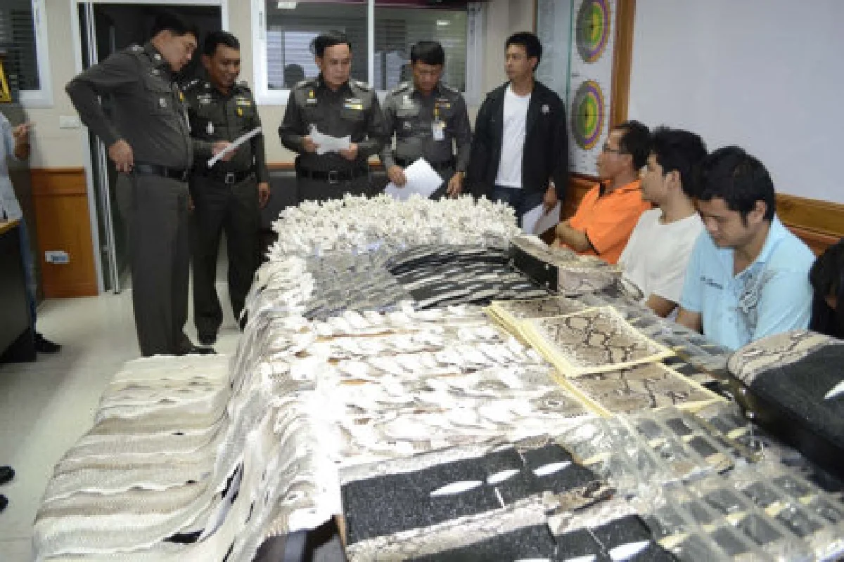 ตร.ทลายแหล่งแล่หนังงูทำกระเป๋า