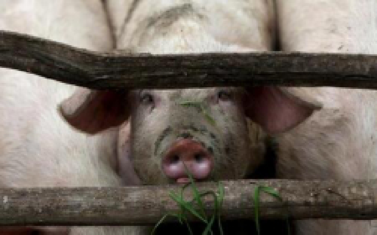 ตะลึง!หมูมะกันรุมกินคนเลี้ยง