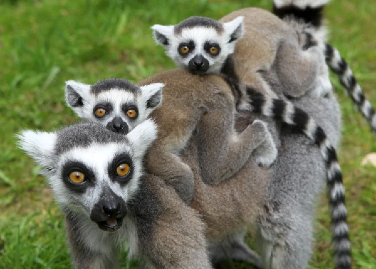 Endangered lemurs